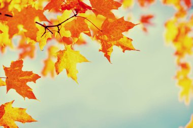 Altın turuncu sonbahar yapraklı akçaağaç dalı