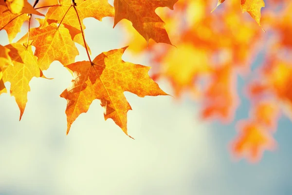 Zweig eines Ahornbaums mit goldenen, orangen Herbstblättern — Stockfoto