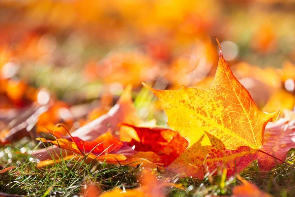 Primer plano de hojas de arce de otoño brillantes y coloridas — Foto de Stock