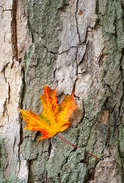 Hoja de arce de otoño colorido contra la corteza del árbol —  Fotos de Stock