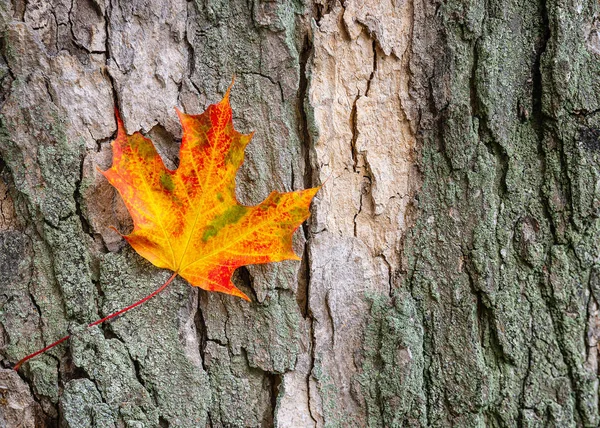 Colorful autumn maple leaf against tree bark Stock Picture