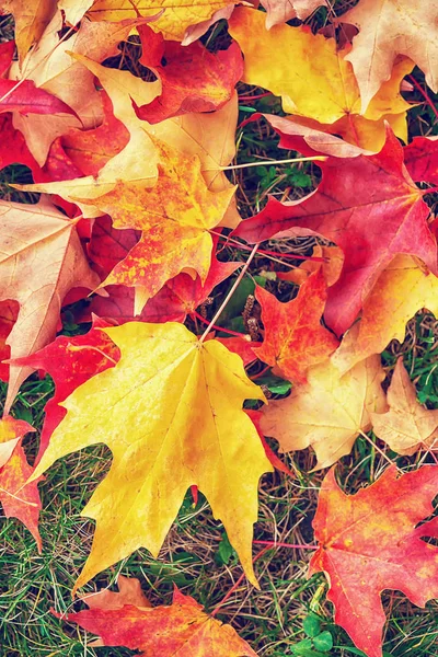 カラフルな紅葉自然の背景 — ストック写真