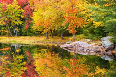Sonbahar yeşillik renkleri New England 'daki durgun göl suyuna yansıyor