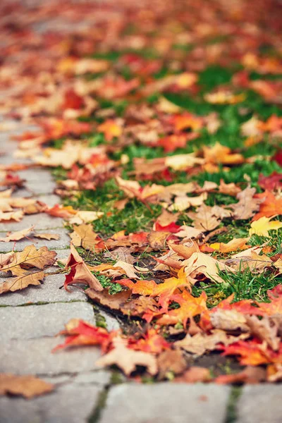 Pasarela cubierta con hojas coloridas de follaje otoñal —  Fotos de Stock