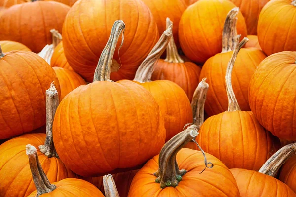 Zucche da torta in vendita in una zona di zucca in autunno — Foto Stock