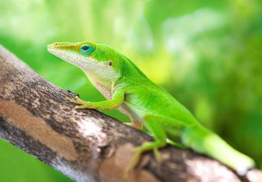 Bahçedeki bir ağaçta sürünen Yeşil Anole kertenkelesi (Anolis carolinensis). - Yakın çekim. Doğal yeşil arkaplan.