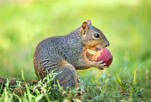 看起来很快乐的松鼠 在花园里吃桃果 穿上衣服天然绿色背景 — 图库照片
