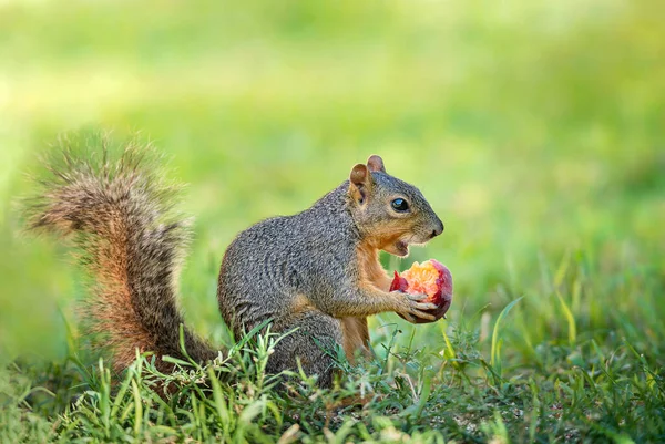 Eekhoorn Sciurus Niger Mond Open Eten Perzik Fruit Tuin Natuurlijke — Stockfoto