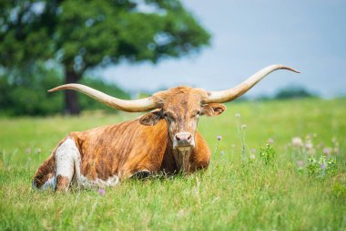 Texas Longhorn otlakta çimlerde uzanıyor.