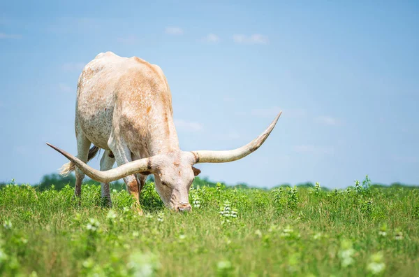 Texas Longhorn Pastando Grama Pasto Fundo Céu Azul Com Espaço — Fotografia de Stock