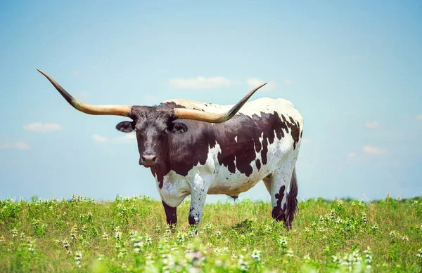 Texas Longhorn Jarní Pastvině Modrá Obloha Pozadí Kopírovacím Prostorem — Stock fotografie