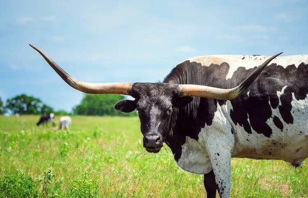 牧草地でテキサスの長い角の放牧 青い空の背景とコピースペース — ストック写真