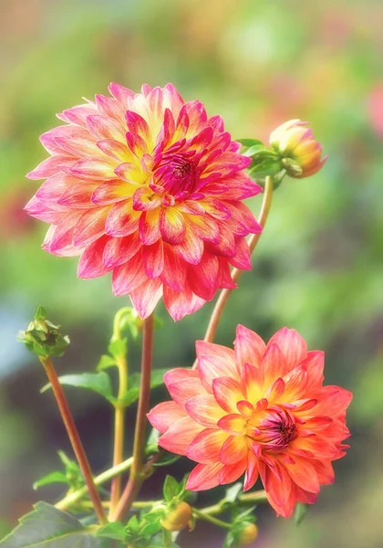 Rosa Gelbe Dahlienblüten Blühen Herbstlichen Garten Nahaufnahme — Stockfoto