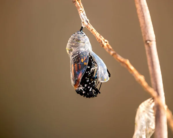 从菊花枝上的菊花中冒出的帝王蝶 Danaus Plexippus — 图库照片