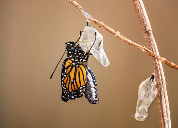 Monarch Butterfly Danaus Plexippus Emerging Chrysalis Milkweed Branch — Stockfoto