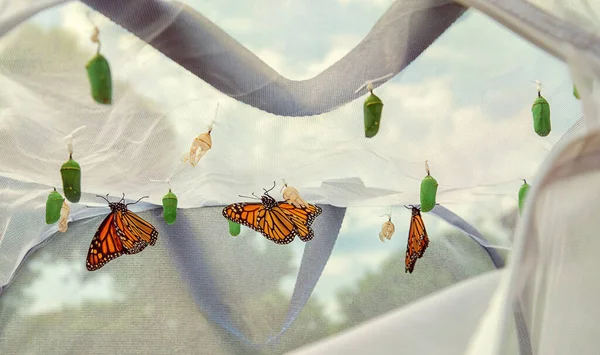 Mariposas Monarca Emergiendo Hábitat Cría Mariposas Varias Crisálidas Colgando Del —  Fotos de Stock