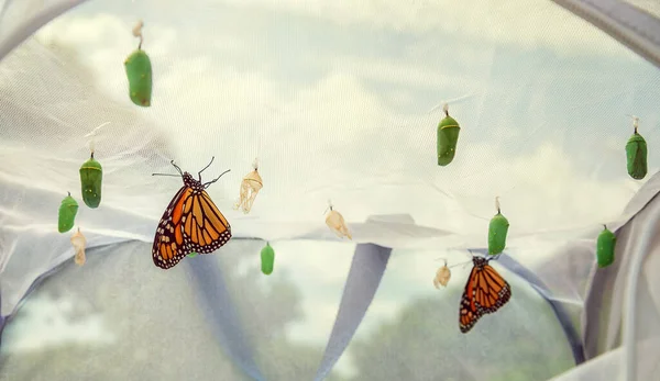 Monarch Butterflies Emerging Butterfly Raising Habitat Several Chrysalises Hanging Cage — Stock Photo, Image