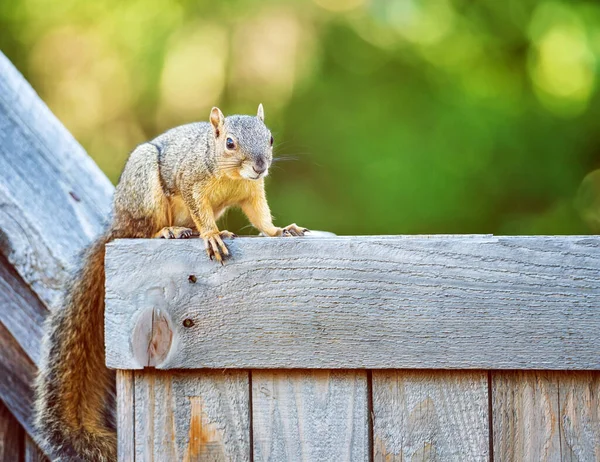 Cute Eastern Fox Squirrel Sciurus Niger Top Wooden Fence Backyard — Zdjęcie stockowe