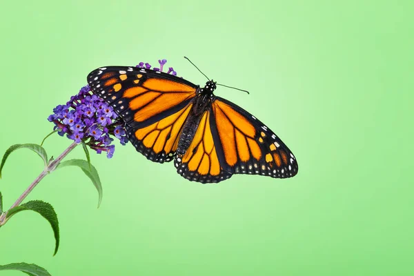 Nově Vzniklá Křídla Motýla Monarch Danaus Plexippus Otevírají Modrém Květu — Stock fotografie