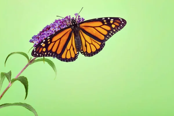 Nuove Ali Maschili Farfalla Monarca Danaus Plexippus Appena Emerse Aprono — Foto Stock