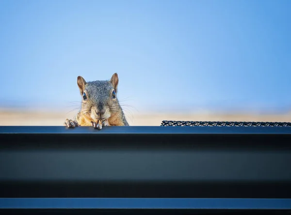 Eichhörnchen Lugt Aus Der Dachrinnenkante Hervor Blauer Himmel Hintergrund Mit — Stockfoto