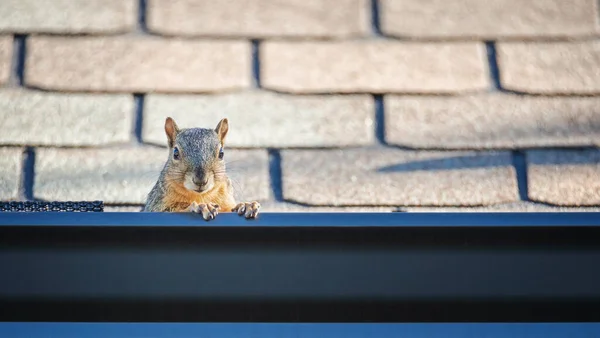 Squirrel Peeking Out Gutter Edge Roof — Zdjęcie stockowe