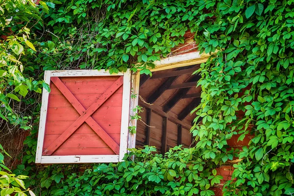 Open Attic Barn Door Old Weathered Red Barn Vine Growing — Zdjęcie stockowe