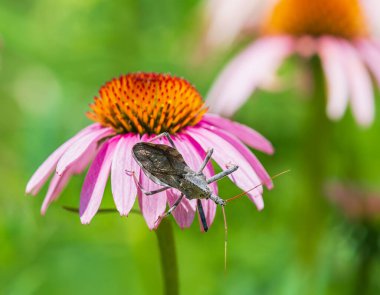 Tekerlek böceği (Arilus cristatus) mor coneflower üzerinde sürünüyor