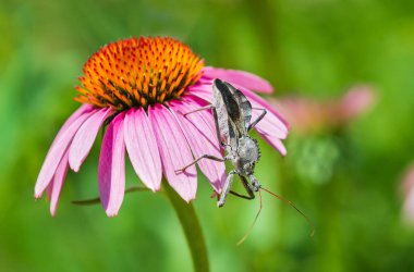 Tekerlek böceği (Arilus cristatus) mor coneflower üzerinde sürünüyor