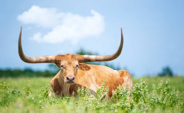 Teksas Longhorn otlakta çimlerde uzanıyor. Mavi gökyüzü arkaplanı.
