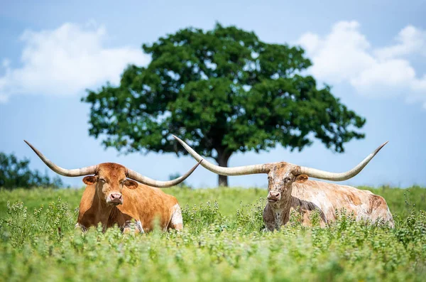 Dva Texaští Dlouháni Ležící Letní Pastvině Velký Strom Modrá Obloha — Stock fotografie