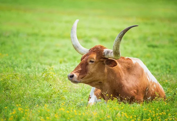 Longhorn Texas Acostado Hierba Verde Flores Amarillas Pasto Verano —  Fotos de Stock