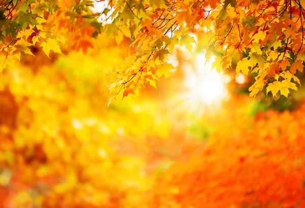 Coloridas Hojas Arce Otoñal Una Rama Árbol Follaje Dorado Del — Foto de Stock