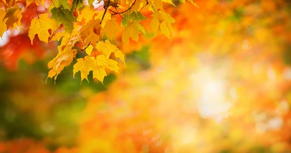 Coloridas Hojas Arce Otoñal Una Rama Árbol Follaje Dorado Del —  Fotos de Stock