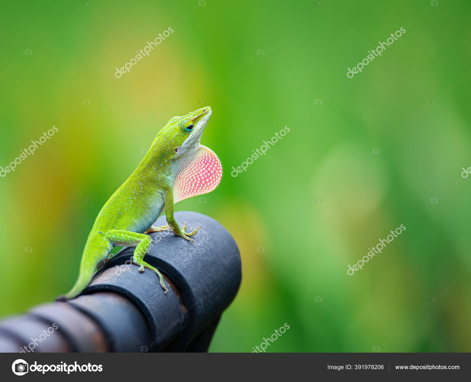 Lagarto Anole Verde Anolis Carolinensis Mostrando Brillante Rocío Rosa  Banco — Foto de stock #391978206 © krisrobin, image size:1600x1301