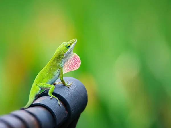 Die Grüne Anole Eidechse Anolis Carolinensis Zeigt Ihre Leuchtend Rosa — Stockfoto