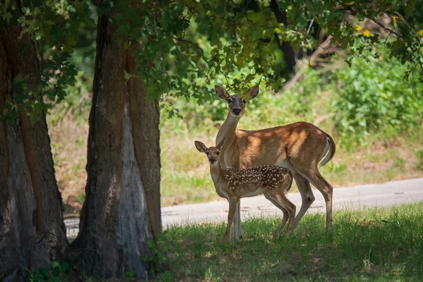 White Tailed Deer Fawn Mother Shady Tree Woods Hot Summer — Stock Photo, Image