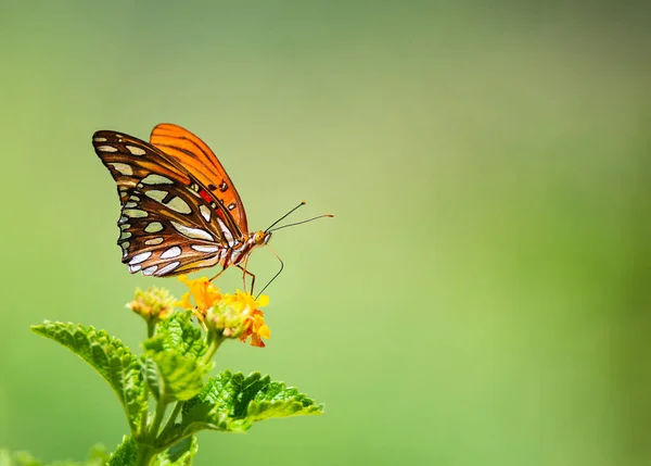 Fritilární Motýl Zálivu Agraulis Vanillae Který Živí Květy Lanany Texasu — Stock fotografie