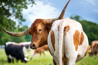 Yazın otlakta Teksas Longhorn 'una dönüşmeye çok yaklaştım. Ağaçlar ve mavi gökyüzü arkaplanı. 