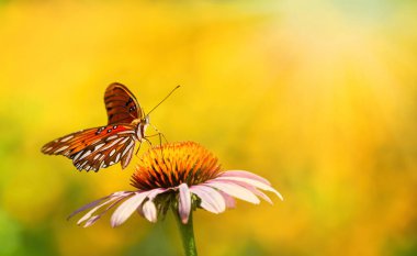 Körfez Fritiller Kelebeği (Agraulis vanilya) yaz bahçesinde mor koni çiçeğiyle beslenir. Kopya alanı ile parlak sarı çiçek bokeh arkaplan.