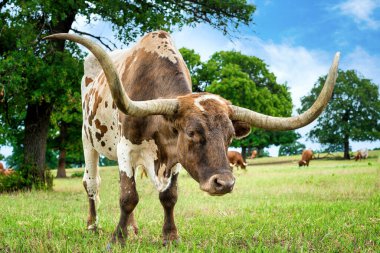 Texas Longhorn yaz otlaklarında otluyor.