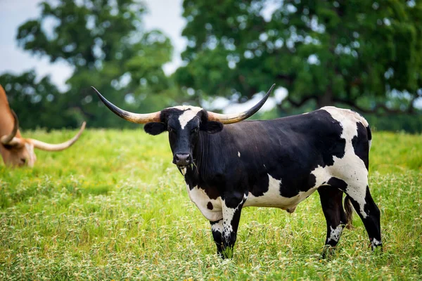 Cuerno Largo Texas Alimenta Los Pastos Verano Árboles Fondo —  Fotos de Stock