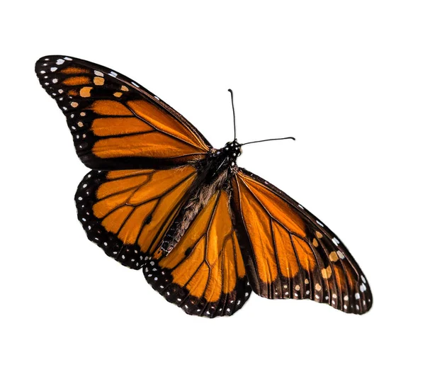 Mężczyzna Monarcha Motyl Danaus Plexippus Skrzydła Otwarte Izolowane Białym Tle — Zdjęcie stockowe