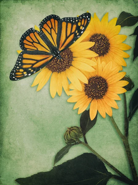 Monarch Vlinder Danaus Plexippus Wilde Zonnebloesems Groene Vintage Textuur Achtergrond — Stockfoto