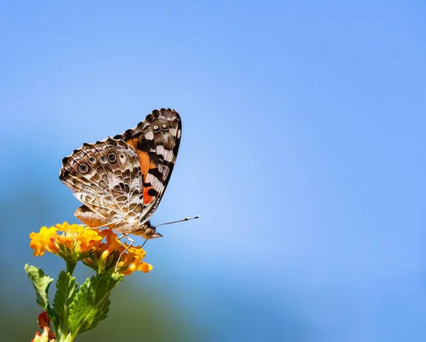 得克萨斯州的彩绘蝴蝶 凡妮莎 卡杜伊 以兰塔纳花为食 美丽的蓝天背景和复制空间 — 图库照片