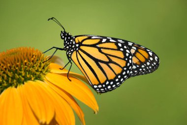 Sarı coneflower üzerinde yeni ortaya çıkan kral kelebeği (Danaus pleksippus). Kopyalama alanı olan doğal yeşil arkaplan.
