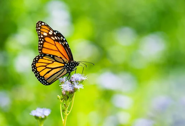 秋にはモナーク蝶 Danaus Plexippus がグレッグ ミスフラワー Conoclinium Greggii に給餌します コピースペース付きの自然緑の背景 — ストック写真