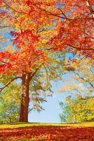 ニューイングランドの公園でカラフルな紅葉の木 青空の背景 — ストック写真