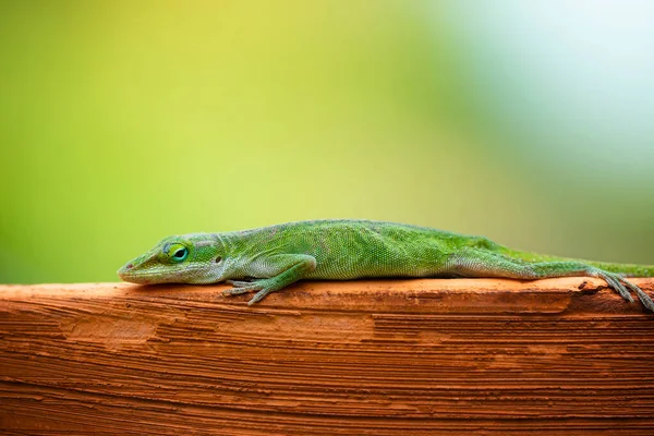 Lagarto Comum Anolis Carolinensis Rastejando Borda Pote Terracota Jardim Fundo — Fotografia de Stock