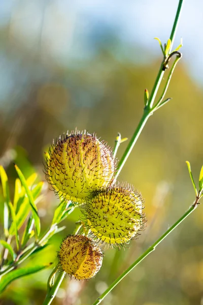 气球在秋天的花园里种水果 这种观赏植物是王冠蝴蝶寄主植物 也是花卉布置的一种美丽配饰 南非本土人 — 图库照片